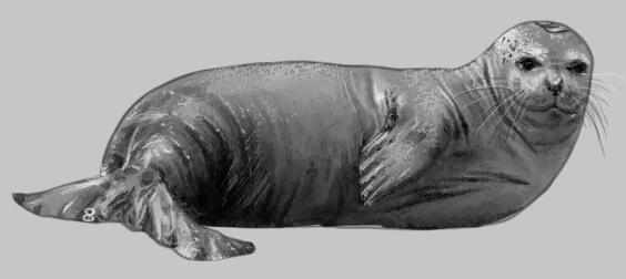 Semi-realistic Seal